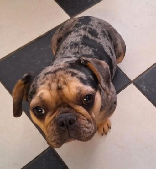 Franse bulldog, Dieren en Toebehoren, Honden | Bulldogs, Pinschers en Molossers, Teef, Bulldog, Particulier, Eén hond, Nederland