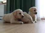 Labrador retiever puppy’s, Parvo, 8 tot 15 weken, Labrador retriever, Meerdere