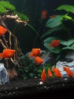 Intens gekleurde Platy's, Dieren en Toebehoren, Vis, Zoetwatervis, Schoolvis