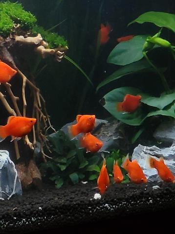 Intens gekleurde Platy's beschikbaar voor biedingen
