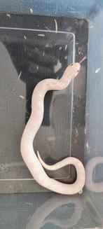 Haakneusslang yeti / snow anaconda, Dieren en Toebehoren, Reptielen en Amfibieën, Slang, 0 tot 2 jaar