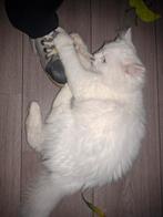 Prachtige witte Britse lang& kort haar poezevriendjes, Dieren en Toebehoren, Katten en Kittens | Raskatten | Langhaar, Meerdere dieren