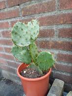 cactus, Ophalen, Minder dan 100 cm, Volle zon, Overige soorten