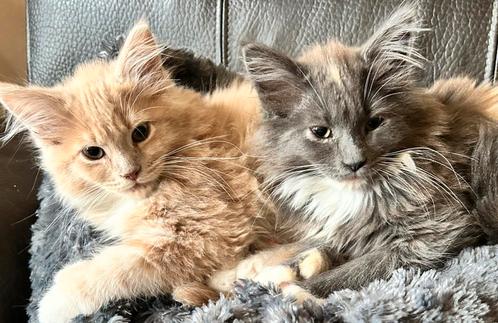 Maine Coon kittens polydactyl, Dieren en Toebehoren, Katten en Kittens | Raskatten | Langhaar, Meerdere dieren, 0 tot 2 jaar, Ontwormd