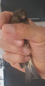 Bastaard zwarte sijs man, Dieren en Toebehoren, Vogels | Overige Vogels, Mannelijk, Wildzangvogel