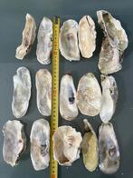 10 oesterschelpen 10 cm en groter, Verzamelen, Mineralen en Fossielen, Ophalen of Verzenden, Mineraal