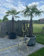 Palmbomen, Tuin en Terras, Ophalen