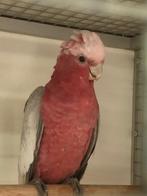 Rose kakatoe, Dieren en Toebehoren, Vogels | Parkieten en Papegaaien, Mannelijk, Papegaai, Geringd