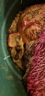 Gezocht ; Klein kippenhok voor 2 kippen en 4 pauwenkuikens ., Dieren en Toebehoren, Pluimvee, Vrouwelijk, Kip