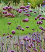 Verbena/Ijzerhard., Ophalen, Zomer, Overige soorten, Volle zon