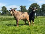 Black an tan bok tekoop, Dieren en Toebehoren, Schapen, Geiten en Varkens, Mannelijk, Geit, 0 tot 2 jaar
