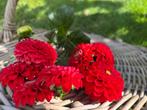 ===>Dahlia knollen Nescio rood pluktuin<===, Tuin en Terras, Bloembollen en Zaden, Ophalen of Verzenden, Voorjaar, Volle zon, Knol