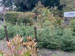Kerstbomen, Tuin en Terras, Planten | Bomen, Volle zon, 100 tot 250 cm, Zomer, Overige soorten