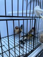 Majoor putters wildkeur, Meerdere dieren