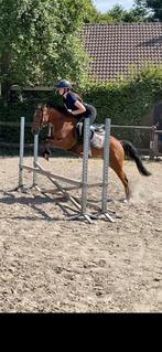 Te koop Imagine-B C pony Messenger  x Casper, Dieren en Toebehoren, Pony's, Merrie, B, Springpony, 3 tot 6 jaar