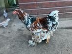 Brahma porselein haan, Dieren en Toebehoren, Pluimvee, Mannelijk, Kip