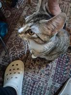 Gratis Kittens nestje, Dieren en Toebehoren