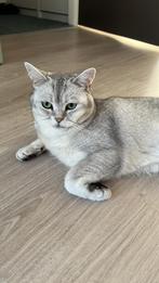British Shorthair zoek een huisje, 3 tot 5 jaar