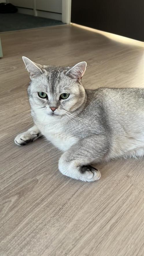 British Shorthair zoek een huisje, Dieren en Toebehoren, Katten en Kittens | Dekkaters, 3 tot 5 jaar