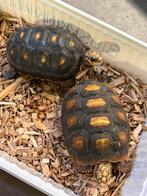 Kolenbrander Schildpadden, Schildpad