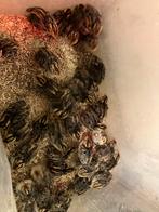 Japanse kwartel kuikentjes van 1 week oud, Dieren en Toebehoren, Pluimvee, Overige soorten, Geslacht onbekend