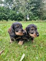 Standaard ruwharige Teckelpups met FCI stamboom 1 reu/1 teef, Dieren en Toebehoren, Honden | Teckels en Dashonden, Standaard, CDV (hondenziekte)