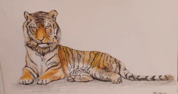 Twee tekeningen van tijgers.