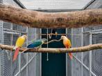 Pyrrhura Molinea, Dieren en Toebehoren, Vogels | Parkieten en Papegaaien, Meerdere dieren, Parkiet, Geringd