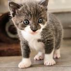 Kittens gewend aan kinderen en hond, Meerdere dieren, Kortharig, 0 tot 2 jaar