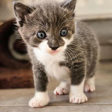 Kittens gewend aan kinderen en hond beschikbaar voor biedingen