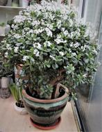 Crassula Ovata / Jadeplant-Geldboom, Huis en Inrichting, Ophalen, Vetplant, 100 tot 150 cm, In pot