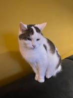 Nieuw huis gezocht voor 14 jaar oude poes, Dieren en Toebehoren, Katten en Kittens | Overige Katten, Poes, 6 jaar of ouder