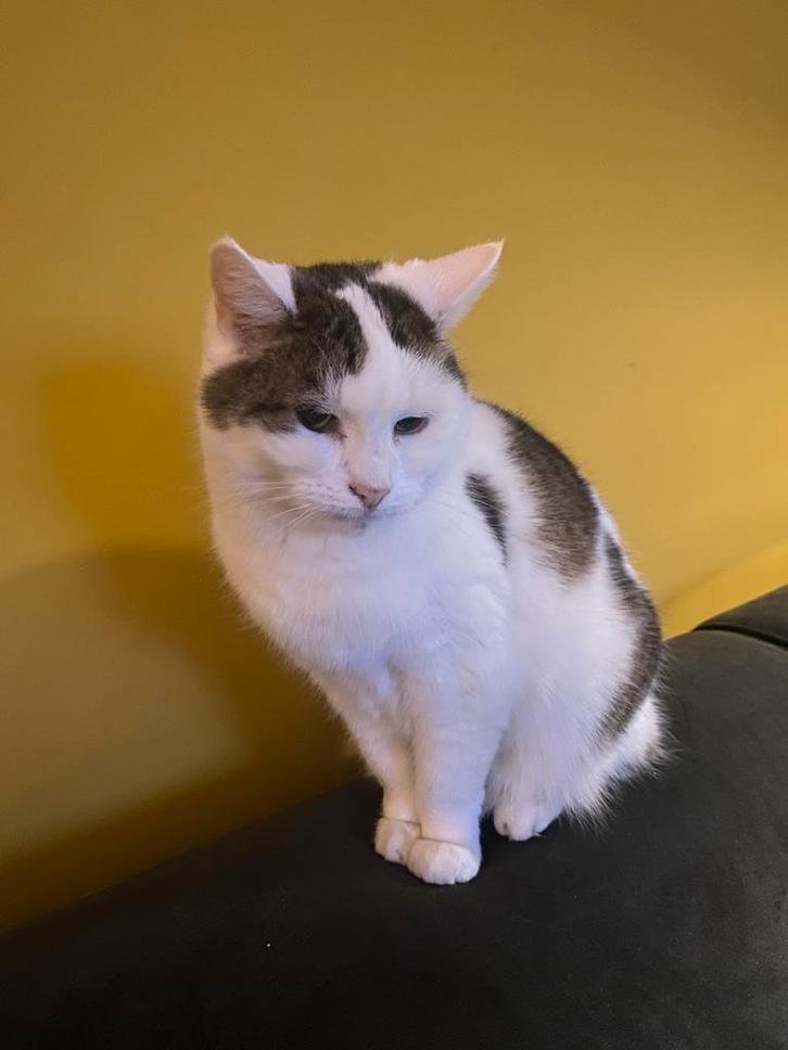 Nieuw huis gezocht voor 14 jaar oude poes, Dieren en Toebehoren, Katten en Kittens | Overige Katten, Poes, 6 jaar of ouder