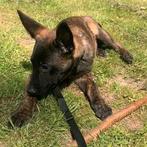 Lieve sociale hollandse herder pup, Ophalen of Verzenden, Zo goed als nieuw