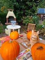 Zoekt haar gouden mandje, Dieren en Toebehoren, Katten en Kittens | Overige Katten, Poes