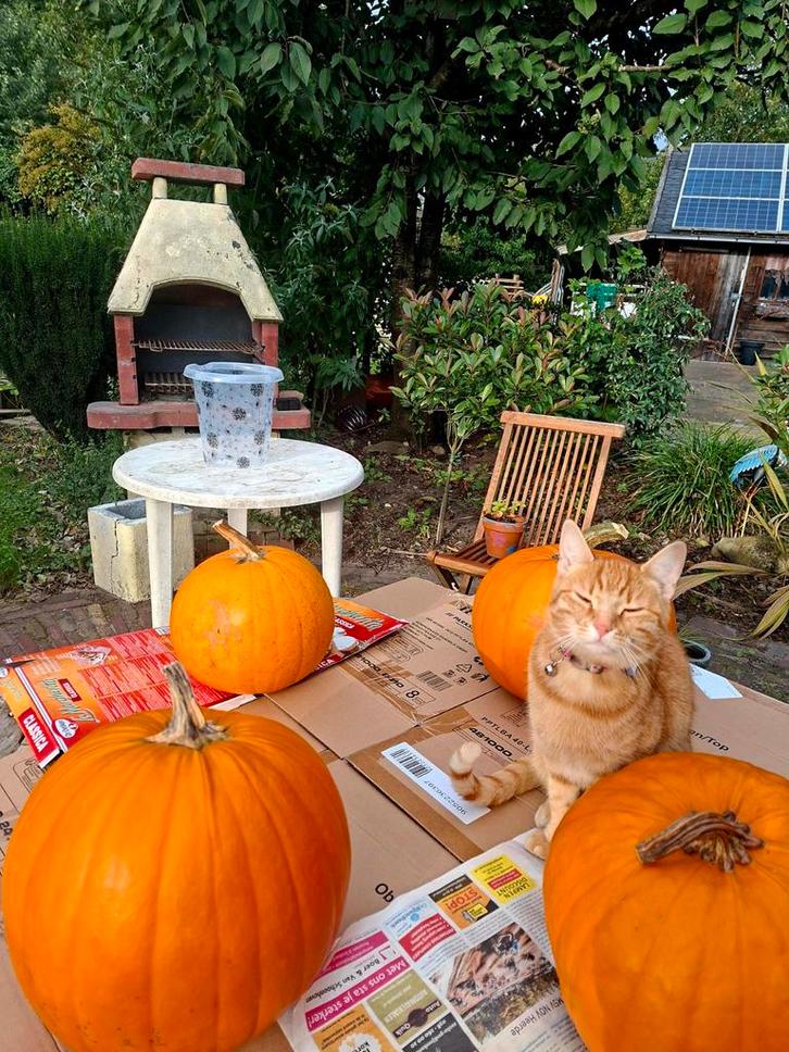 Zoekt haar gouden mandje, Dieren en Toebehoren, Katten en Kittens | Overige Katten, Poes