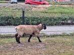 Suffolk ramlam, Dieren en Toebehoren, Mannelijk, Geit