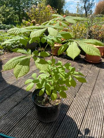 Wilde kastanje boom (meerdere beschikbaar) beschikbaar voor biedingen