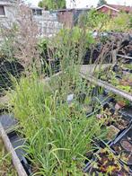 Calamagrostis Acutiflora Karl Foerster siergras 2 liter pot, Ophalen, Vaste plant, Siergrassen