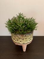 Leuke vetplant in pot, Ophalen, In pot, Halfschaduw, Minder dan 100 cm