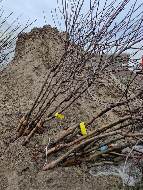 Te koop Kersen, Pruimen, Appels & peren bomen, fruitbomen, Tuin en Terras, Planten | Fruitbomen, Kersenboom, Verzenden