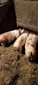 Te koop scharrel biggen pitrain x duroc eten al volop  vast, Vrouwelijk, Varken, 0 tot 2 jaar