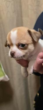 Prachtige raszuivere chihuahua pups!!!, Dieren en Toebehoren, Honden | Chihuahua's en Gezelschapshonden, CDV (hondenziekte), 8 tot 15 weken