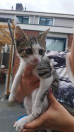 kittens met korthaar, Kater