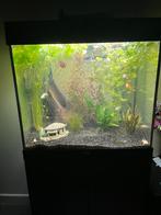 Juwel 120 met kast, Ophalen, Zo goed als nieuw, Gevuld zoetwateraquarium