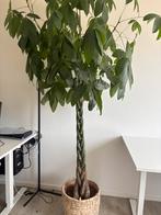 Pachira Aquatica plant, Huis en Inrichting, Kamerplanten, Ophalen, 200 cm of meer, Overige soorten, Halfschaduw