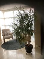 Dracena plant, Ophalen, 200 cm of meer, Overige soorten, Halfschaduw