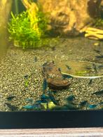 Blue dream blauwe neocaridina garnalen, Kreeft, Krab of Garnaal, Zoetwatervis, Schoolvis