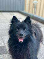 Keeshond, Dieren en Toebehoren, Rabiës (hondsdolheid), Reu, Eén hond, Klein