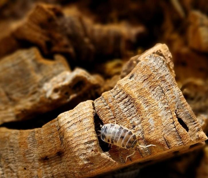 Dairy cow pissebedden, Dieren en Toebehoren, Insecten en Spinnen, Overige soorten